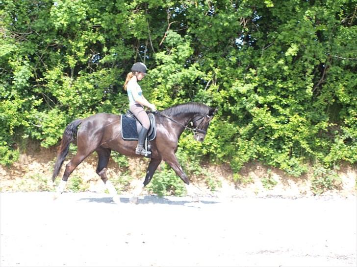 Trakehner Unicorn billede 10