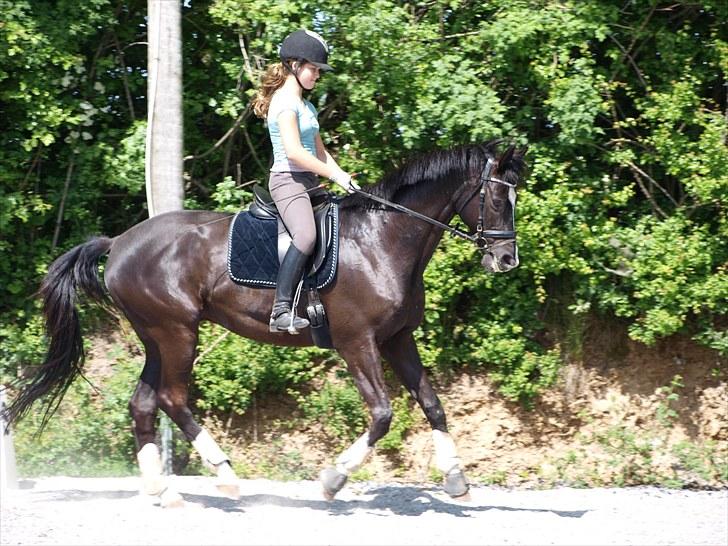 Trakehner Unicorn billede 11