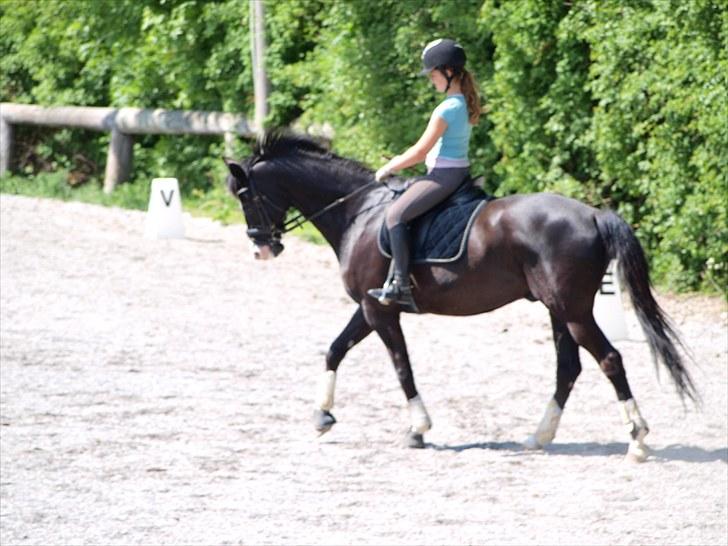 Trakehner Unicorn billede 12