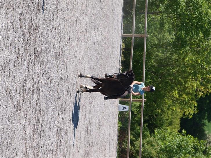 Trakehner Unicorn billede 13