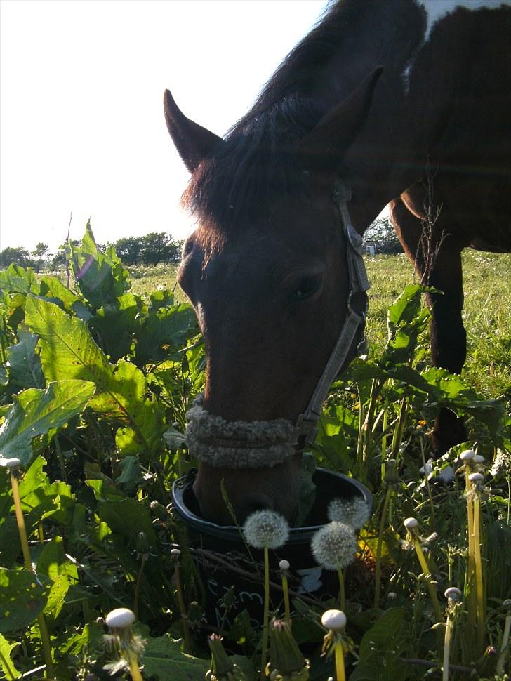 Anden særlig race Fattiggårdens NoName  - Sååå fiin jeg er <3    Foto: MP billede 6