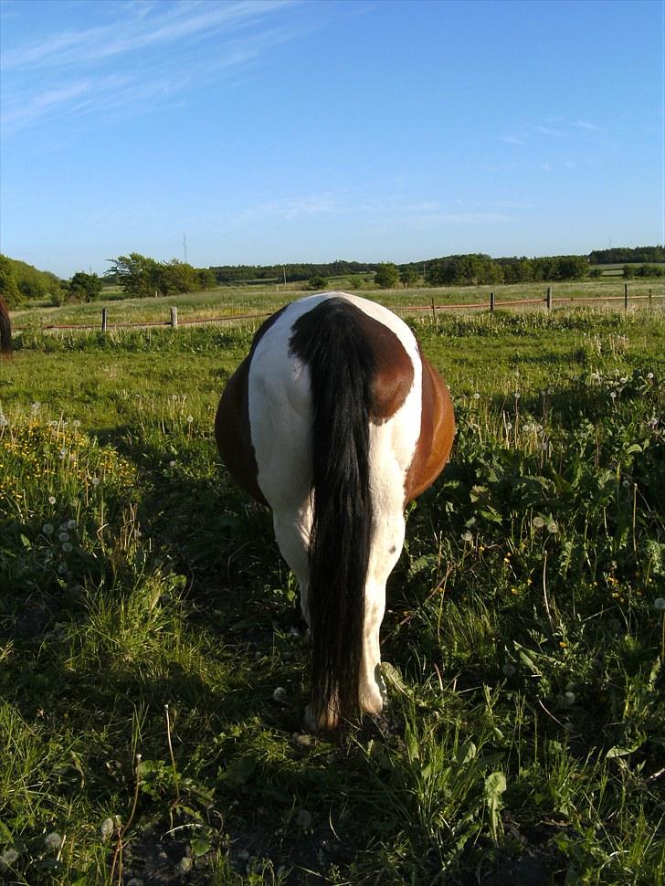 Anden særlig race Fattiggårdens NoName  - Når enden er god er Alting godt!   Damn hvor ser jeg tyk ud i den vinkel :P    Foto: MP billede 7
