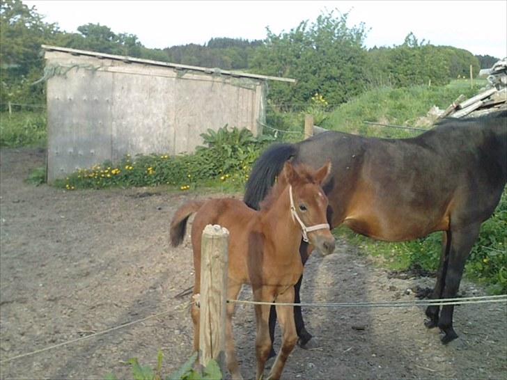 Anden særlig race SG Dusty Dakota - Smukkedrengen med sin moar :)  billede 9