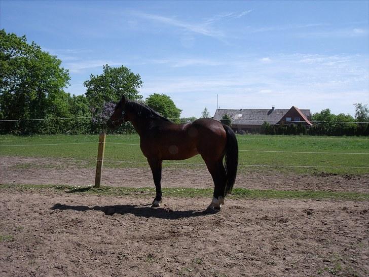 Dansk Varmblod Hamlet - F billede 3