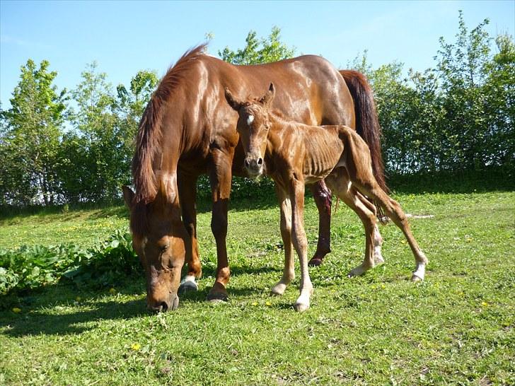 Anden særlig race Bellami billede 7