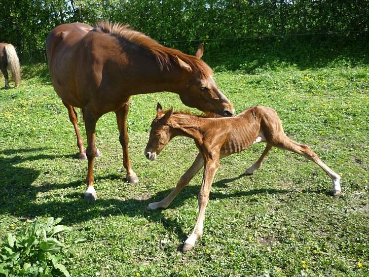 Anden særlig race Bellami - Lange ben=svært at stå:D billede 10