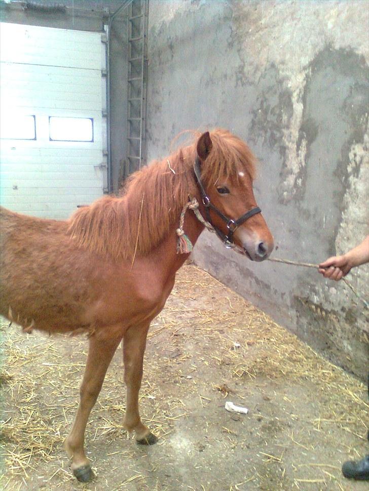 Anden særlig race safira (solgt);(  - føste træk tur hjemme på den grønne vej;D gik godt.  billede 3