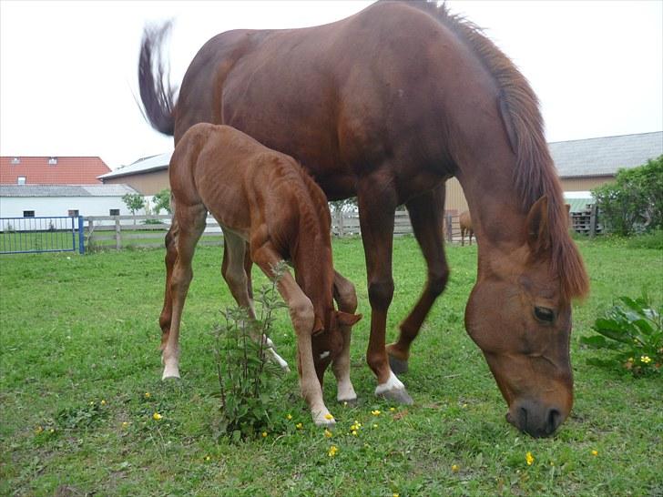 Anden særlig race Bellami - Jeg kan nå jorden:D billede 11