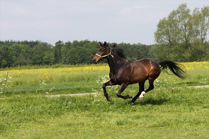Dansk Varmblod Michado - *billedet må ikke kopieres* billede 2
