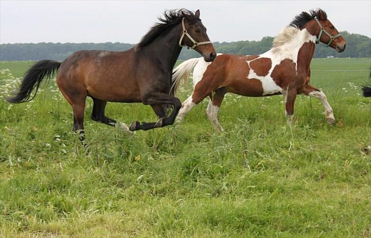 Dansk Varmblod Michado - *billedet må ikke kopieres* billede 3