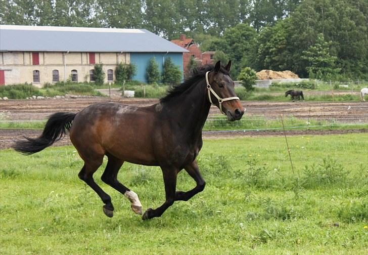 Dansk Varmblod Michado - *billedet må ikke kopieres* billede 4