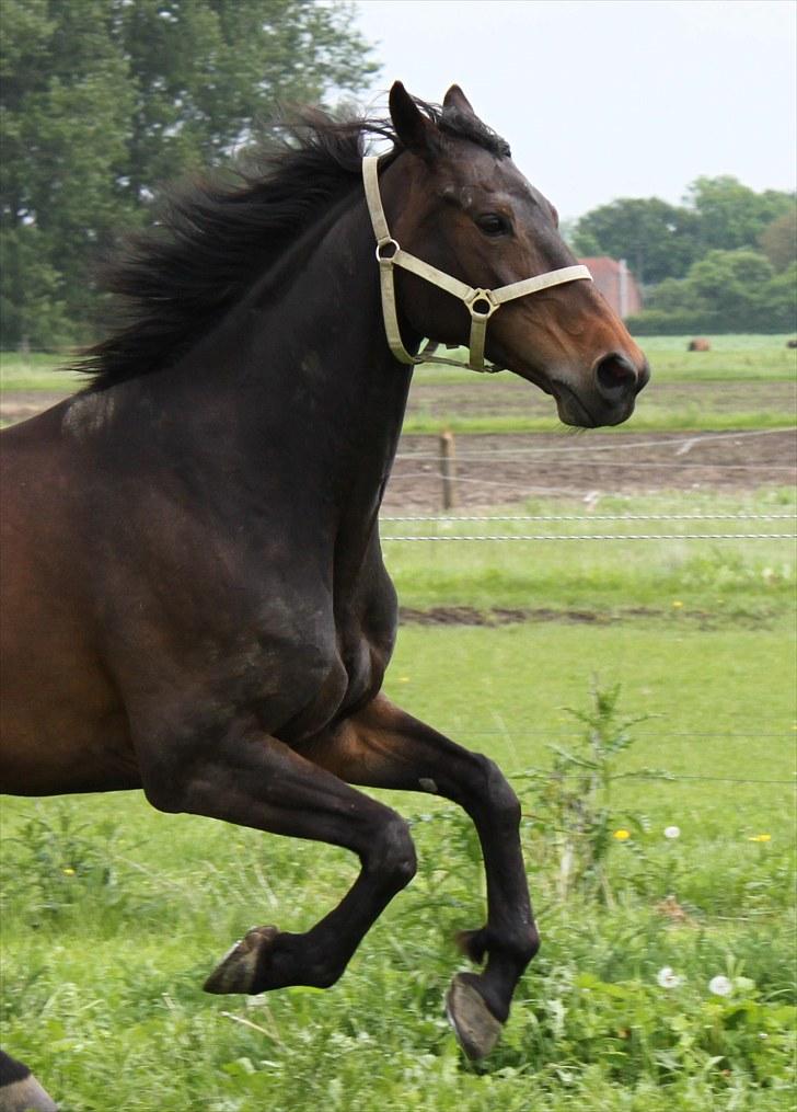 Dansk Varmblod Michado - *billedet må ikke kopieres* billede 5