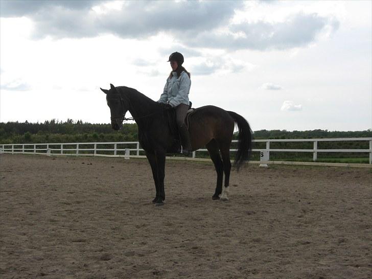 Dansk Varmblod Michado - *billedet må ikke kopieres* billede 6