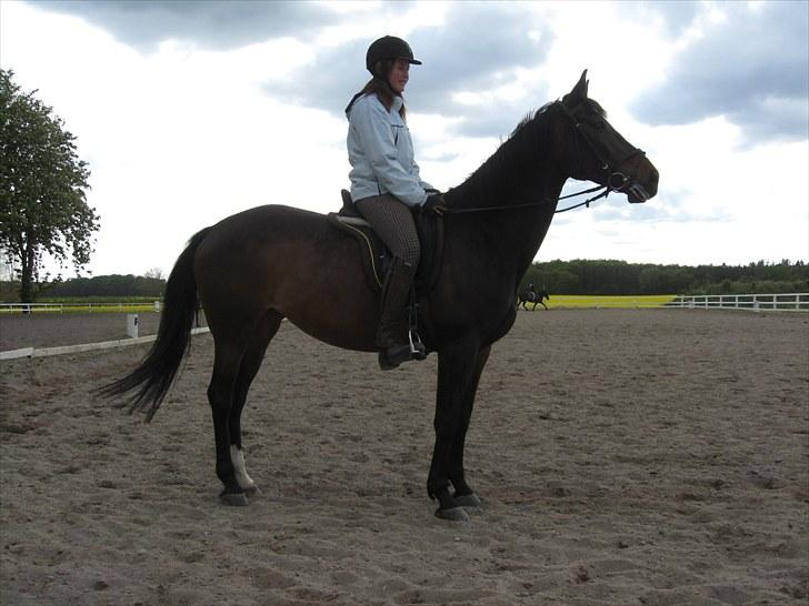 Dansk Varmblod Michado - *billedet må ikke kopieres* billede 7