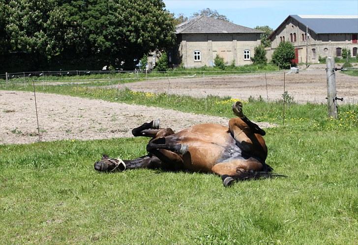 Dansk Varmblod Michado - *billedet må ikke kopieres* billede 8