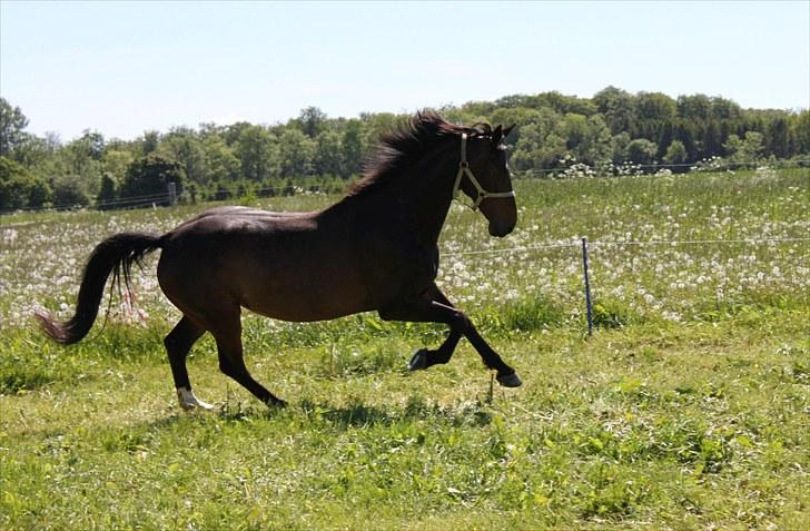 Dansk Varmblod Michado - *billedet må ikke kopieres* billede 9