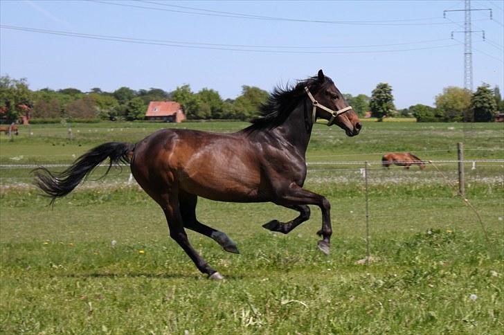 Dansk Varmblod Michado - *billedet må ikke kopieres* billede 10