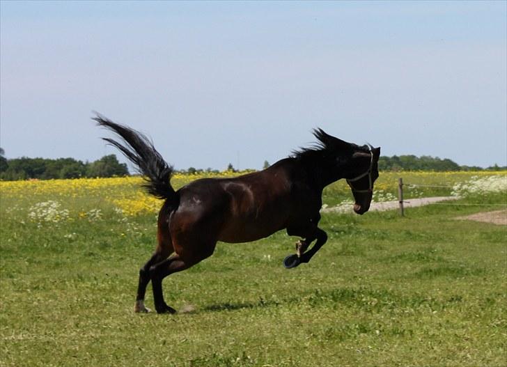 Dansk Varmblod Michado - *billedet må ikke kopieres* billede 11