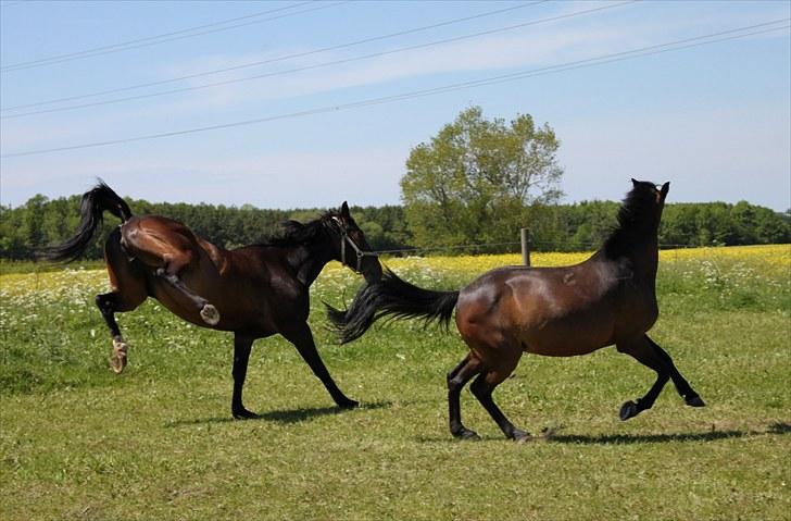 Dansk Varmblod Michado - *billedet må ikke kopieres* billede 12