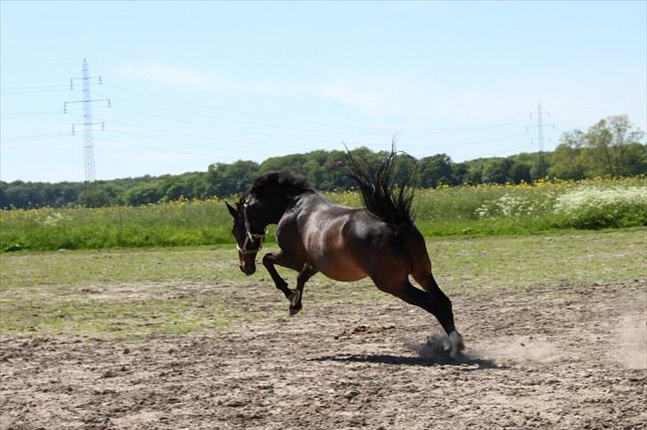 Dansk Varmblod Michado - *billedet må ikke kopieres* billede 13