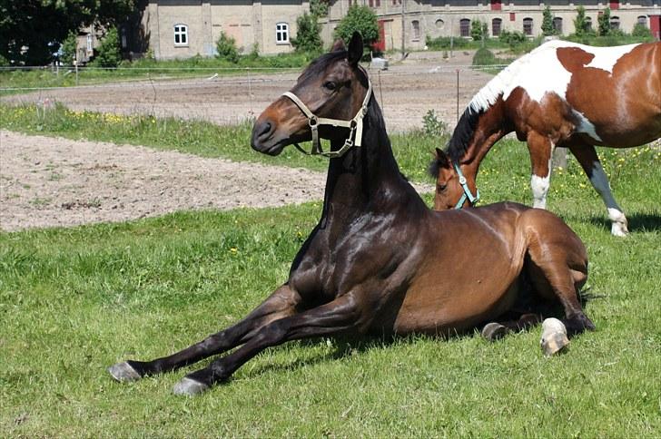 Dansk Varmblod Michado - *billedet må ikke kopieres* billede 14
