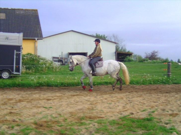 Connemara Rabel'<33 'Solgt'<3 - dx<3 billede 19