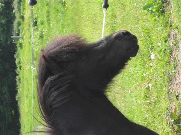 Shetlænder mille billede 16