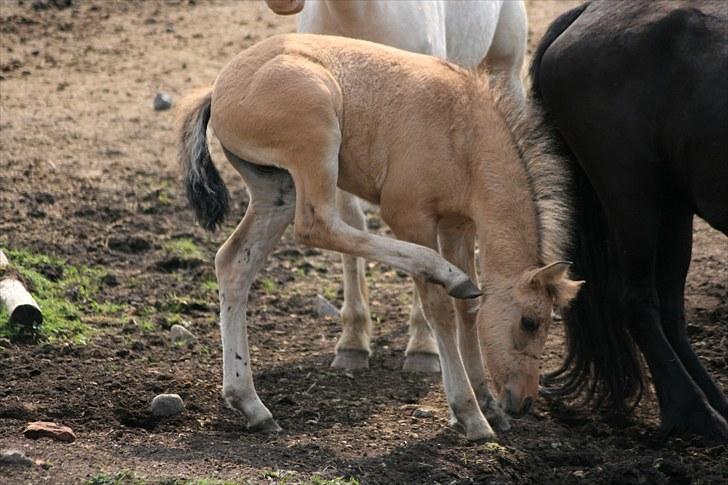 Anden særlig race MiTho's Codia - taget af: Jacqueline, 09 billede 14