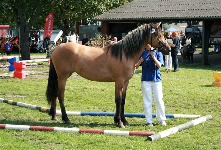 Anden særlig race MiTho's Codia - Til Store Hestedag d. 5/9 2010. billede 17