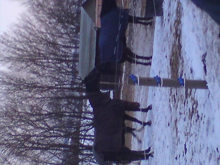 Oldenborg Møllevangs Lucky ( aflivet ) billede 7