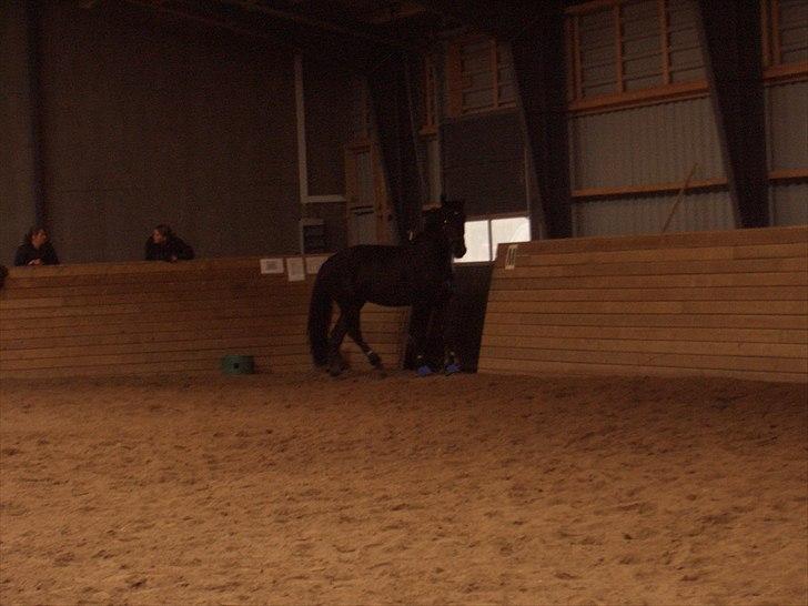 Oldenborg Møllevangs Lucky ( aflivet ) billede 8