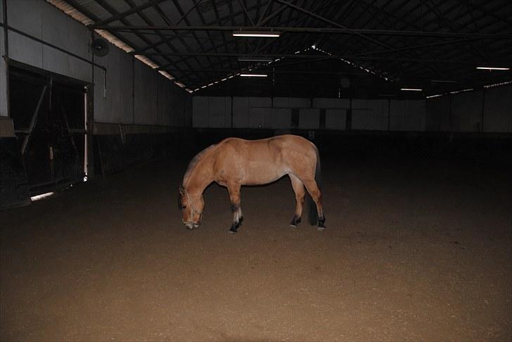 Anden særlig race Tulle - Tulle i ridehuset, vinter 2009 billede 18