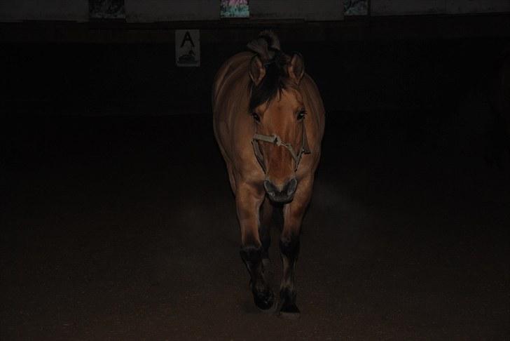 Anden særlig race Tulle billede 20