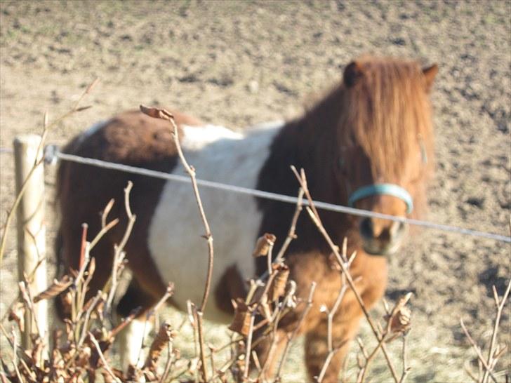 Shetlænder oskar - <3 billede 3