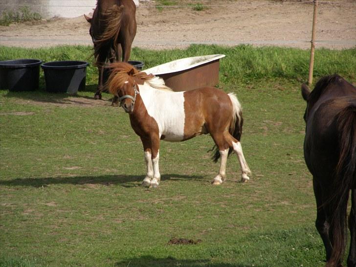 Shetlænder oskar - miiiiin fine oskar :* billede 1