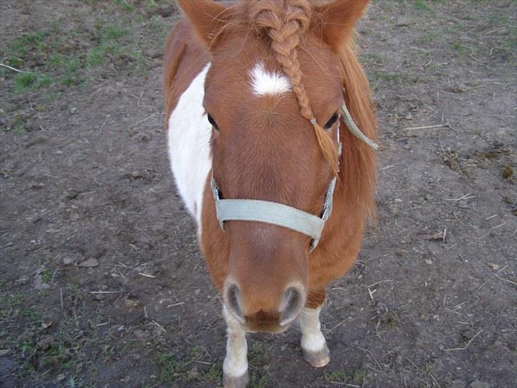 Shetlænder oskar billede 4