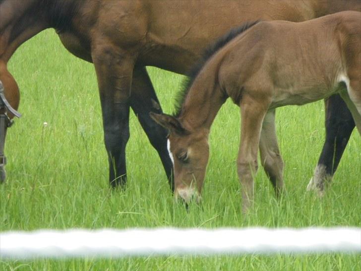 Dansk Varmblod Ganzthorn's Starlight Lux - namnam gras billede 7