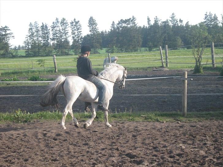 Welsh Pony (sec B) Bjerregårds Apollo billede 4