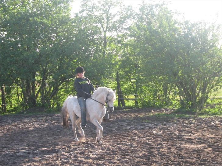 Welsh Pony (sec B) Bjerregårds Apollo billede 8