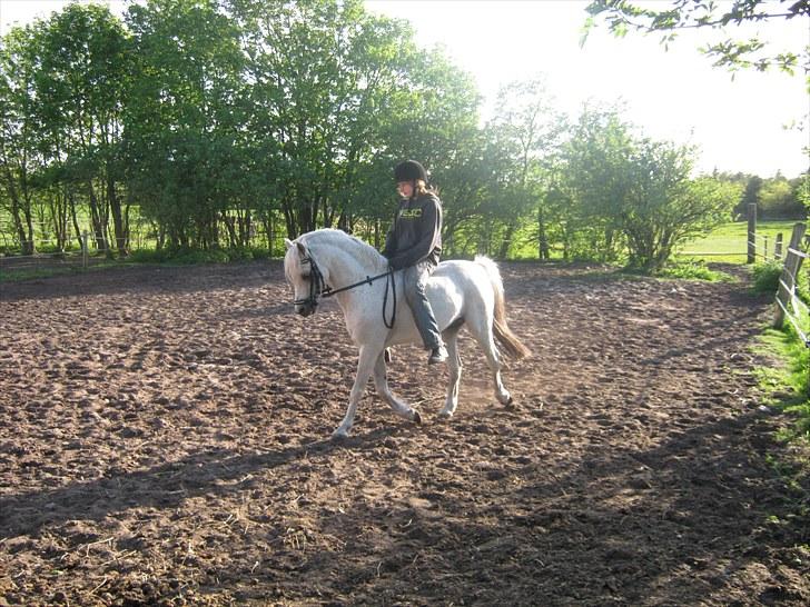 Welsh Pony (sec B) Bjerregårds Apollo billede 9