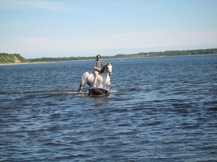 Anden særlig race Marquia - Signe og Maquia i vandet med Morgan :) billede 18