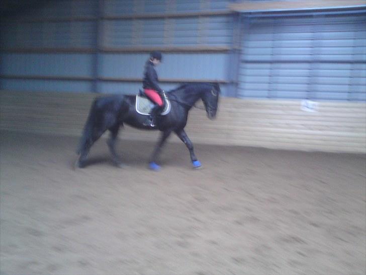 Oldenborg Møllevangs Lucky ( aflivet ) billede 11