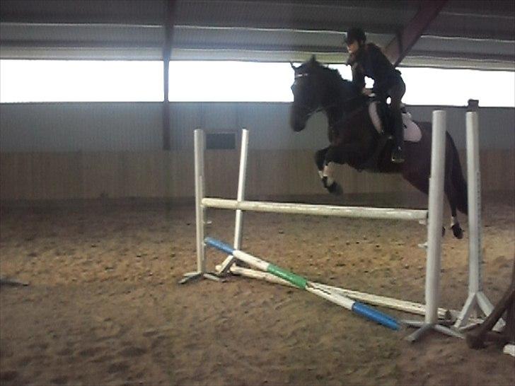 Hannoveraner Shakira (gl. part) billede 1