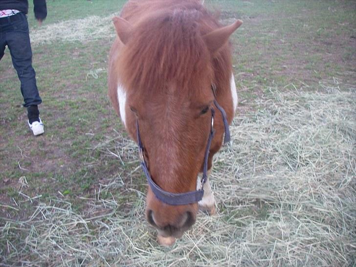 Shetlænder Smølf  - Jeg gider ikke med ind....  "rækker tunge";D billede 2