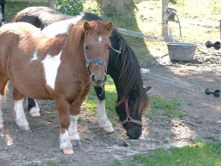 Shetlænder Smølf  billede 3