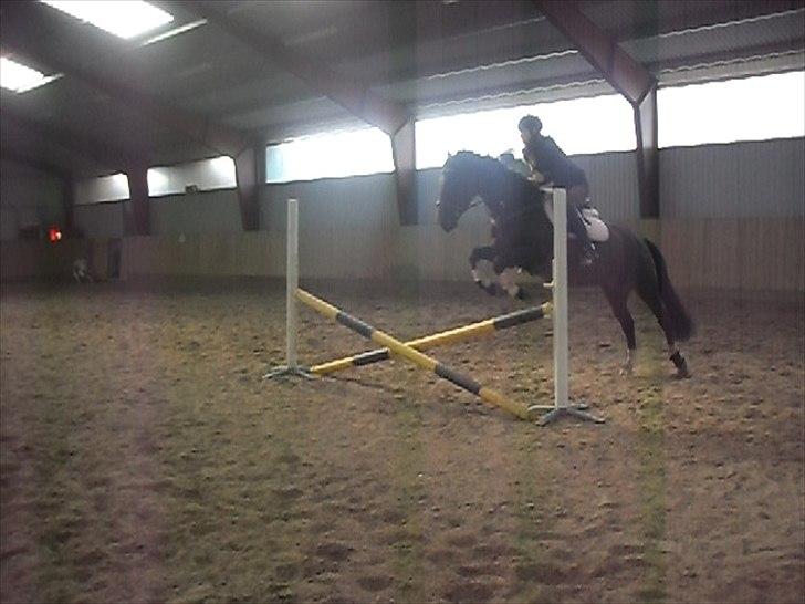 Hannoveraner Shakira (gl. part) billede 2