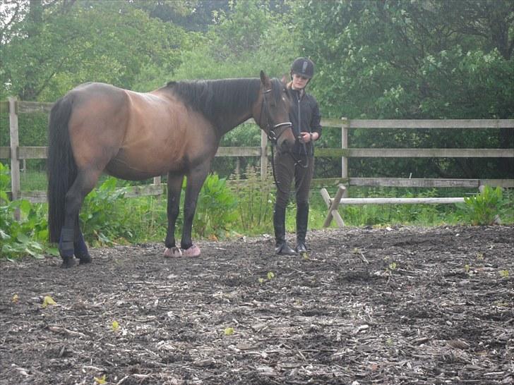 Hannoveraner Shakira (gl. part) billede 3