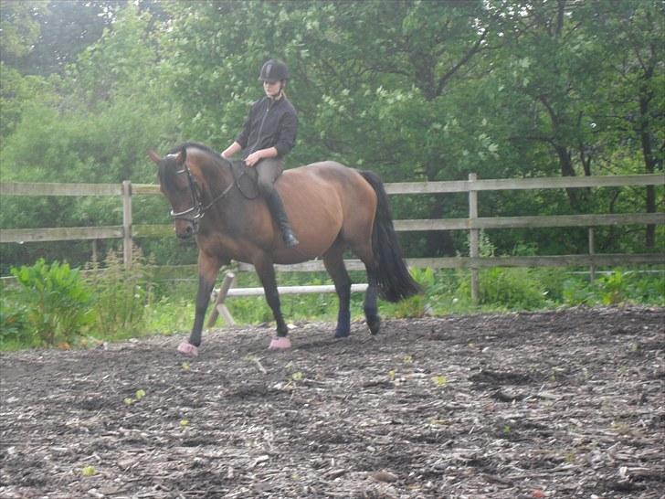 Hannoveraner Shakira (gl. part) billede 4