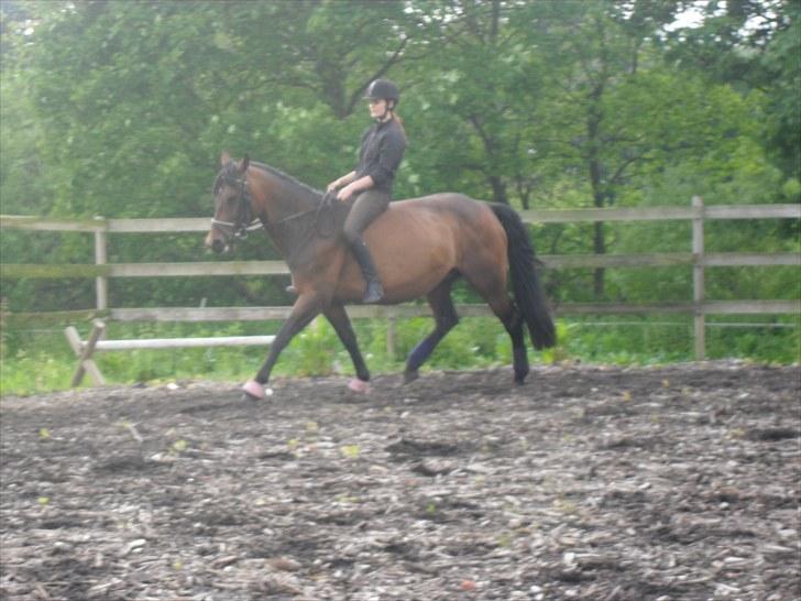 Hannoveraner Shakira (gl. part) billede 5