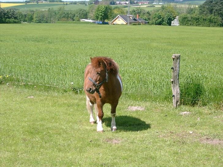 Shetlænder Smølf  billede 6